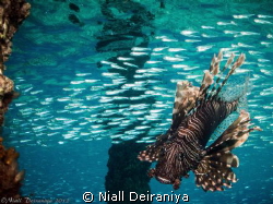 Lionfish chasing a ball of baitfish under a jetty in Nuweiba by Niall Deiraniya 
